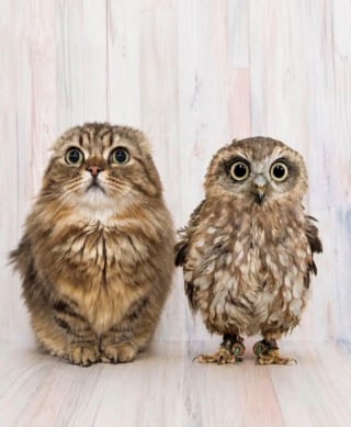 Illustration de l'article : 15 photos de chiens et de chats prises au moment parfait