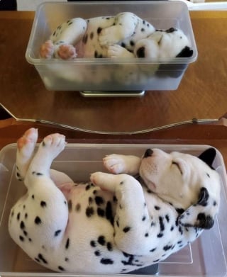 Illustration de l'article : 15 photos de chiens et de chats prises au moment parfait