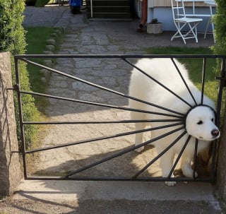 Illustration de l'article : 15 photos de chiens et de chats prises au moment parfait