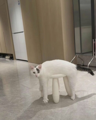 Illustration de l'article : 12 photos prouvant que les chats nous font rire avec style