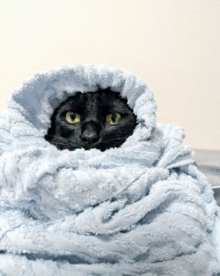 Illustration de l'article : 12 photos prouvant que les chats nous font rire avec style