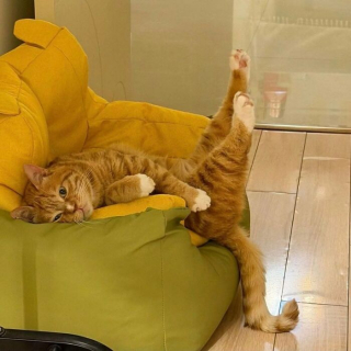 Illustration de l'article : 12 photos prouvant que les chats nous font rire avec style