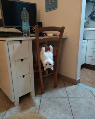 Illustration de l'article : 12 photos prouvant que les chats nous font rire avec style