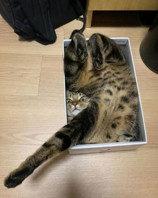 Illustration de l'article : 12 photos prouvant que les chats nous font rire avec style