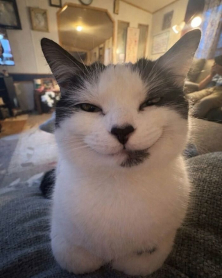Illustration de l'article : 12 photos prouvant que les chats nous font rire avec style