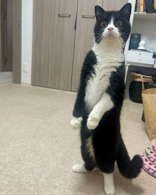 Illustration de l'article : 12 photos prouvant que les chats nous font rire avec style