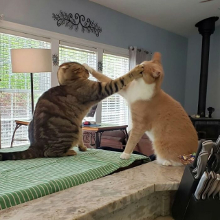 Illustration de l'article : 12 photos prouvant que les chats nous font rire avec style