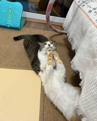 Illustration de l'article : 12 photos prouvant que les chats nous font rire avec style