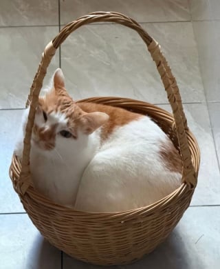 Illustration de l'article : 12 photos prouvant que les chats nous font rire avec style