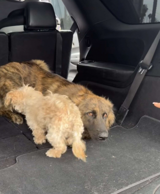 Illustration de l'article : Perdue au milieu d’une route très fréquentée, cette chienne fait tout son possible pour protéger son petit compagnon jusqu’à l’arrivée des secours (vidéo)