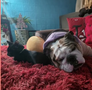 Illustration de l'article : Une femme sauve un chaton borgne, son Bulldog décide qu’il faut l’adopter et s’autoproclame grand frère (vidéo)