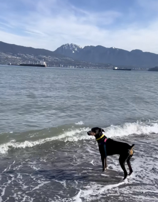 Illustration de l'article : « Je suis tellement fière de lui », après des années d’efforts, ce Dobermann réussit enfin à vaincre sa peur de l’eau (vidéo)