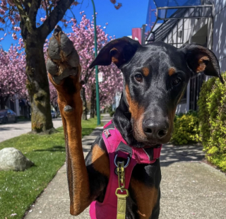Illustration de l'article : « Je suis tellement fière de lui », après des années d’efforts, ce Dobermann réussit enfin à vaincre sa peur de l’eau (vidéo)