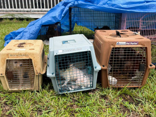 Illustration de l'article : Disparu depuis 7 mois, ce chat est retrouvé par miracle au milieu de 92 animaux sauvés d’une situation d’accumulation (vidéo)