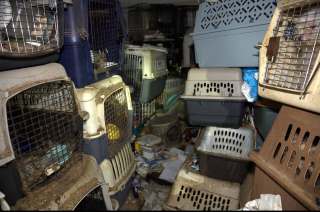 Illustration de l'article : Disparu depuis 7 mois, ce chat est retrouvé par miracle au milieu de 92 animaux sauvés d’une situation d’accumulation (vidéo)