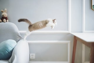 Illustration de l'article : 4 signes qui peuvent indiquer que votre chat est en surpoids