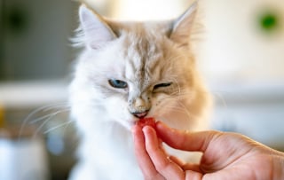 Illustration de l'article : 4 signes qui peuvent indiquer que votre chat est en surpoids