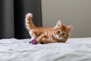 Illustration de l'article : 4 signes qui peuvent indiquer que votre chat est en surpoids