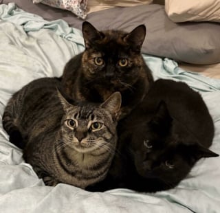 Illustration de l'article : 45 photos de groupes de chats complices qui mettent toute leur malice en avant