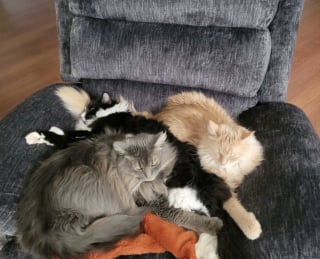 Illustration de l'article : 45 photos de groupes de chats complices qui mettent toute leur malice en avant