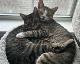 Illustration de l'article : 45 photos de groupes de chats complices qui mettent toute leur malice en avant