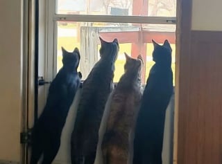 Illustration de l'article : 45 photos de groupes de chats complices qui mettent toute leur malice en avant