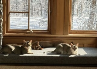Illustration de l'article : 45 photos de groupes de chats complices qui mettent toute leur malice en avant