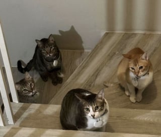 Illustration de l'article : 45 photos de groupes de chats complices qui mettent toute leur malice en avant