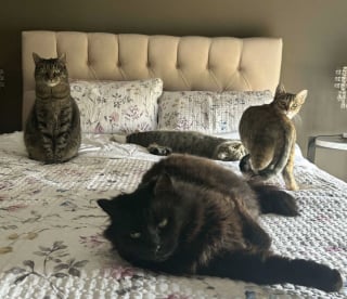 Illustration de l'article : 45 photos de groupes de chats complices qui mettent toute leur malice en avant