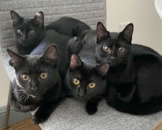 Illustration de l'article : 45 photos de groupes de chats complices qui mettent toute leur malice en avant