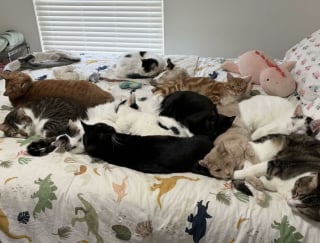 Illustration de l'article : 45 photos de groupes de chats complices qui mettent toute leur malice en avant