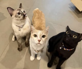 Illustration de l'article : 45 photos de groupes de chats complices qui mettent toute leur malice en avant