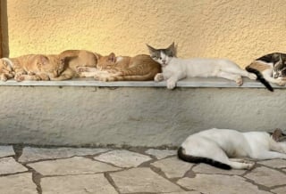 Illustration de l'article : 45 photos de groupes de chats complices qui mettent toute leur malice en avant