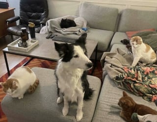 Illustration de l'article : 45 photos de groupes de chats complices qui mettent toute leur malice en avant