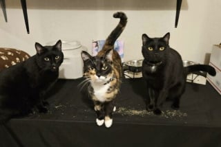 Illustration de l'article : 45 photos de groupes de chats complices qui mettent toute leur malice en avant