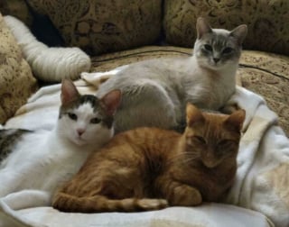 Illustration de l'article : 45 photos de groupes de chats complices qui mettent toute leur malice en avant