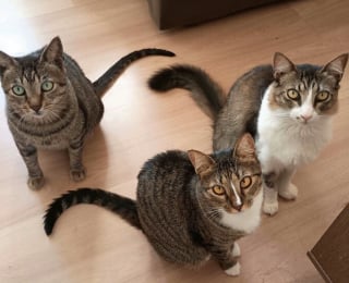 Illustration de l'article : 45 photos de groupes de chats complices qui mettent toute leur malice en avant