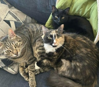 Illustration de l'article : 45 photos de groupes de chats complices qui mettent toute leur malice en avant