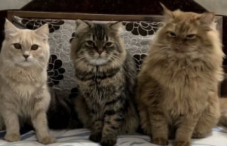 Illustration de l'article : 45 photos de groupes de chats complices qui mettent toute leur malice en avant