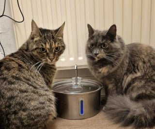 Illustration de l'article : 45 photos de groupes de chats complices qui mettent toute leur malice en avant