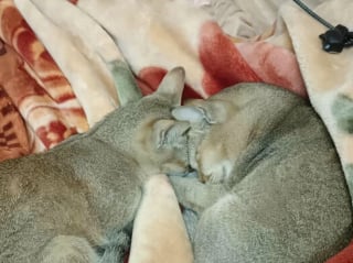 Illustration de l'article : 45 photos de groupes de chats complices qui mettent toute leur malice en avant