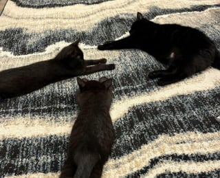 Illustration de l'article : 45 photos de groupes de chats complices qui mettent toute leur malice en avant