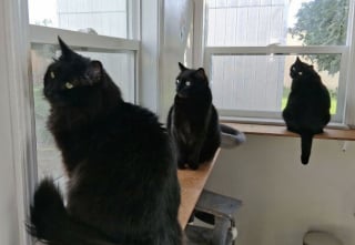 Illustration de l'article : 45 photos de groupes de chats complices qui mettent toute leur malice en avant