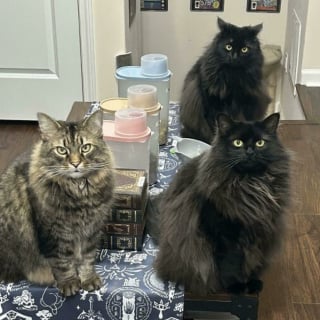 Illustration de l'article : 45 photos de groupes de chats complices qui mettent toute leur malice en avant