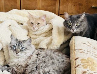 Illustration de l'article : 45 photos de groupes de chats complices qui mettent toute leur malice en avant