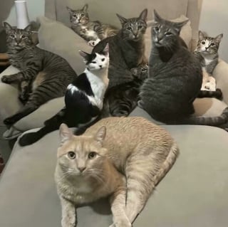Illustration de l'article : 45 photos de groupes de chats complices qui mettent toute leur malice en avant