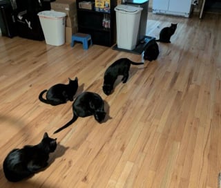 Illustration de l'article : 45 photos de groupes de chats complices qui mettent toute leur malice en avant