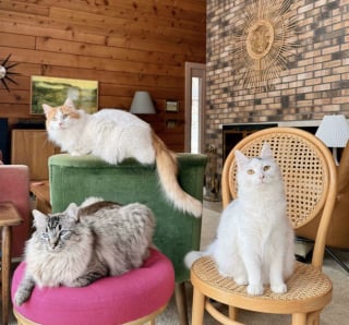Illustration de l'article : 45 photos de groupes de chats complices qui mettent toute leur malice en avant