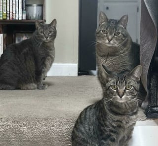 Illustration de l'article : 45 photos de groupes de chats complices qui mettent toute leur malice en avant