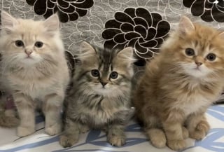 Illustration de l'article : 45 photos de groupes de chats complices qui mettent toute leur malice en avant